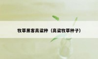 牧草黑客高粱种(高粱牧草种子)